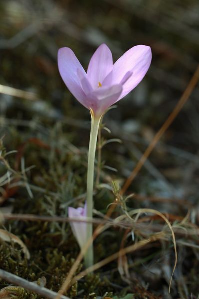 Crocus002.jpg