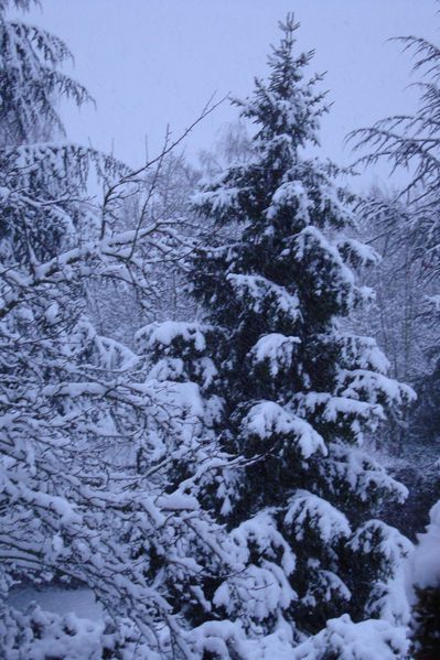 0000000000snow 004
