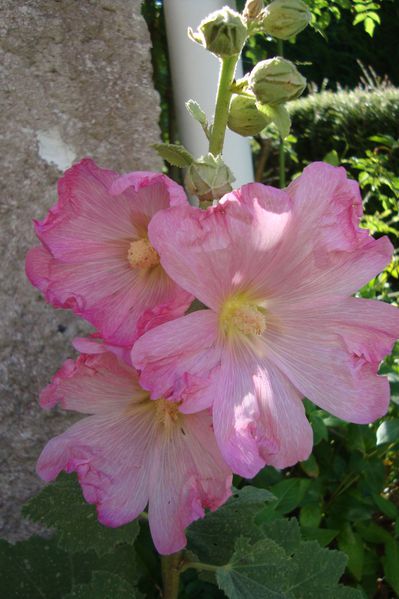 fleurs 30 juin 002