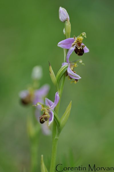 ophrys apifera1