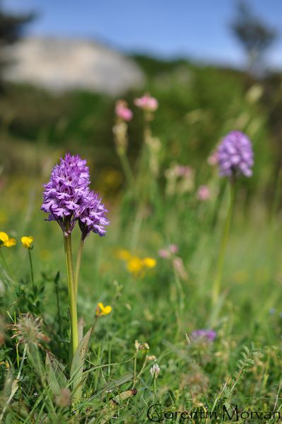 Neotinea tridentata