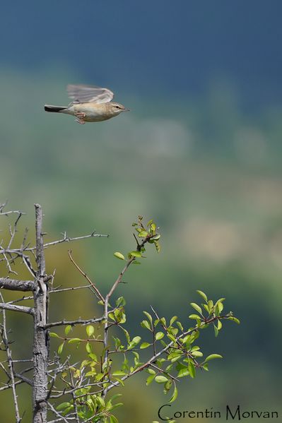 Pipit rousseline