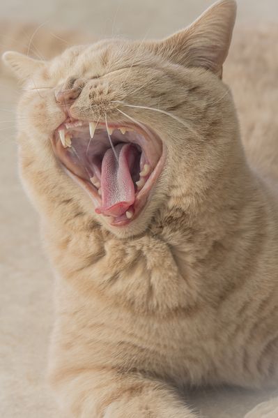 chat gunter chat gunter
