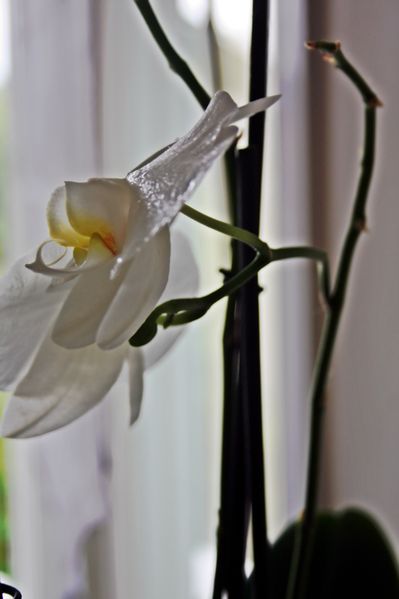 Blanche-1.JPG