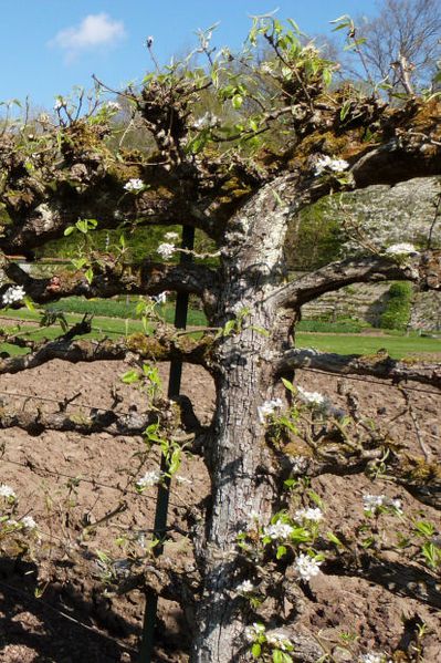 st-jean-de-beauregard---le-potager---palmette.jpg