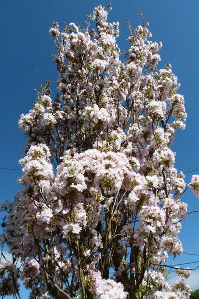 prunus en fleurs - avril 2013