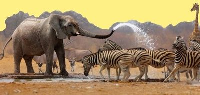 animal elephant zebres 00 art 1