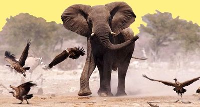 animal éléphant 58 00 art