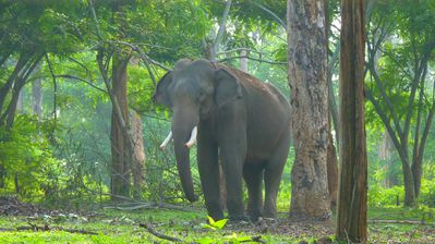 Reserve de Wayanad - Kerala