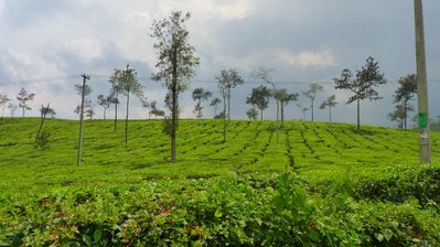 Plantations de the, district de Wayanad-Kerala