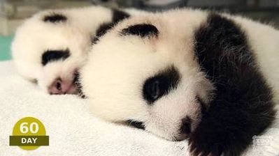 bebe-panda.jpg