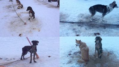 perros-de-trineo.jpg