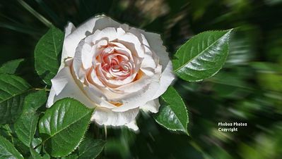 Rose-blanche-jpg-fond-d-ecran-PSP-480X272.JPG