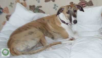 AYA-GALGA-8EME-VOYAGE--1---640x480-.jpg