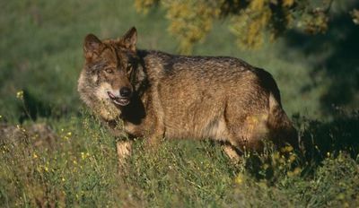 lobo.jpg