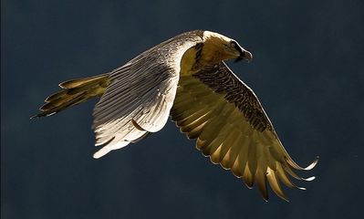 animal-oiseau-gypaete-barbu-3.jpg