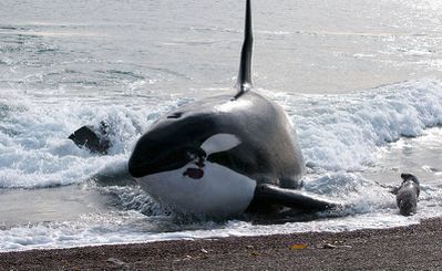 orque-attaque.jpg