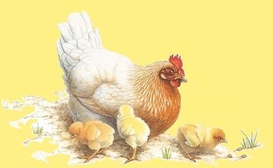 animal poule et poussins