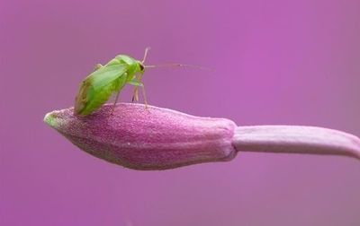 animal-insecte-vert-copie-1.jpg
