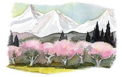 aquarelle-cerisiers-en-fleurs