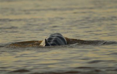 dauphins-de-l-irrawaddy-kratie5--Small-.jpg