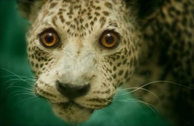 tete-animal-11-leopard