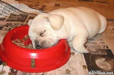chien-mignon-fatigue-un-petit-chiot-trop-mignon-fait-la-sie