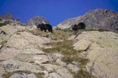 animal-oursonne-pyrenees-2010.jpg
