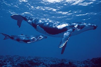 animal-baleines-239136.jpg
