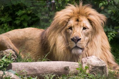 lion d'Afrique (touroparc)
