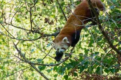panda roux (safari de Peaugres)