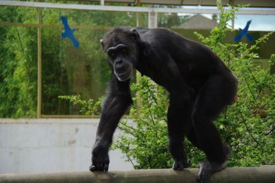 chimpanzé (Touroparc)