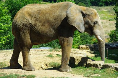 éléphant de savane d'Afrique (zoo de Beauval)