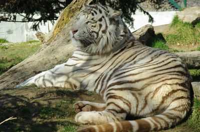 tigre blanc (le domaine des fauves)