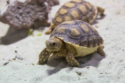 tortue sillonnée (la ferme aux crocodiles)