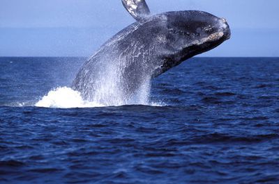 baleine franche