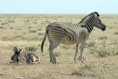 zebres---Etosha.jpg
