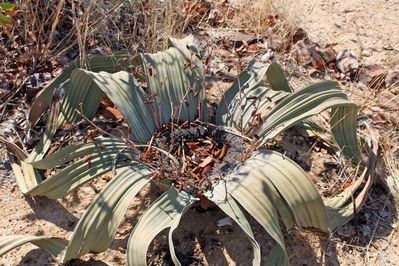 Le-fossile-vivant--la-Welwitschia-Mirabilis-