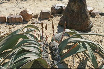 Welwitschia--01