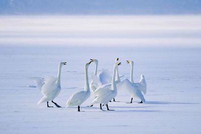 animal cygne 86