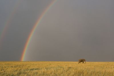 animal elephant afrique loxodonta africana