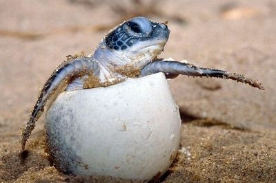 animal-tortue-marine-eclosion.jpg