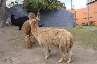 Arequipa Juin2010 115