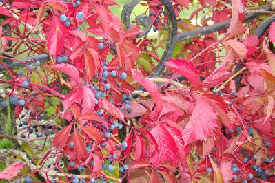 vigne vierge au balcon, donjon de Moret sur Loing