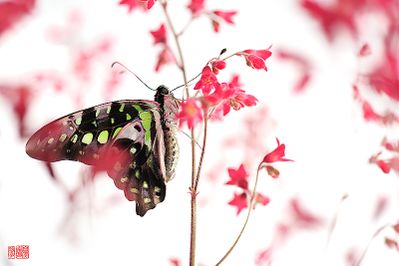 Graphium-agamemnon-fukeru.jpg