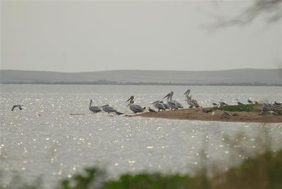 pelicans-frises-sorbulak--Small-.jpg