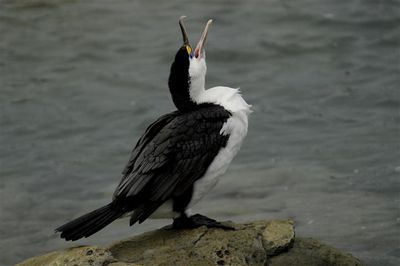 pied-cormorant-kaikoura--Small-.jpg