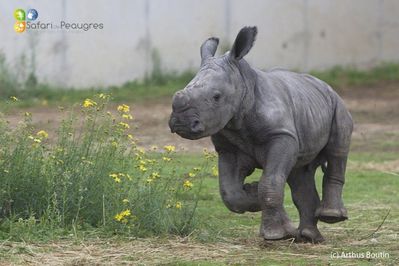 goliath-010-copie