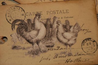 carte postale poule ou coq3