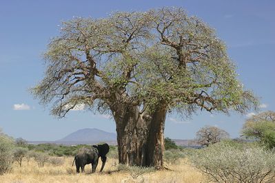 baobab.jpg